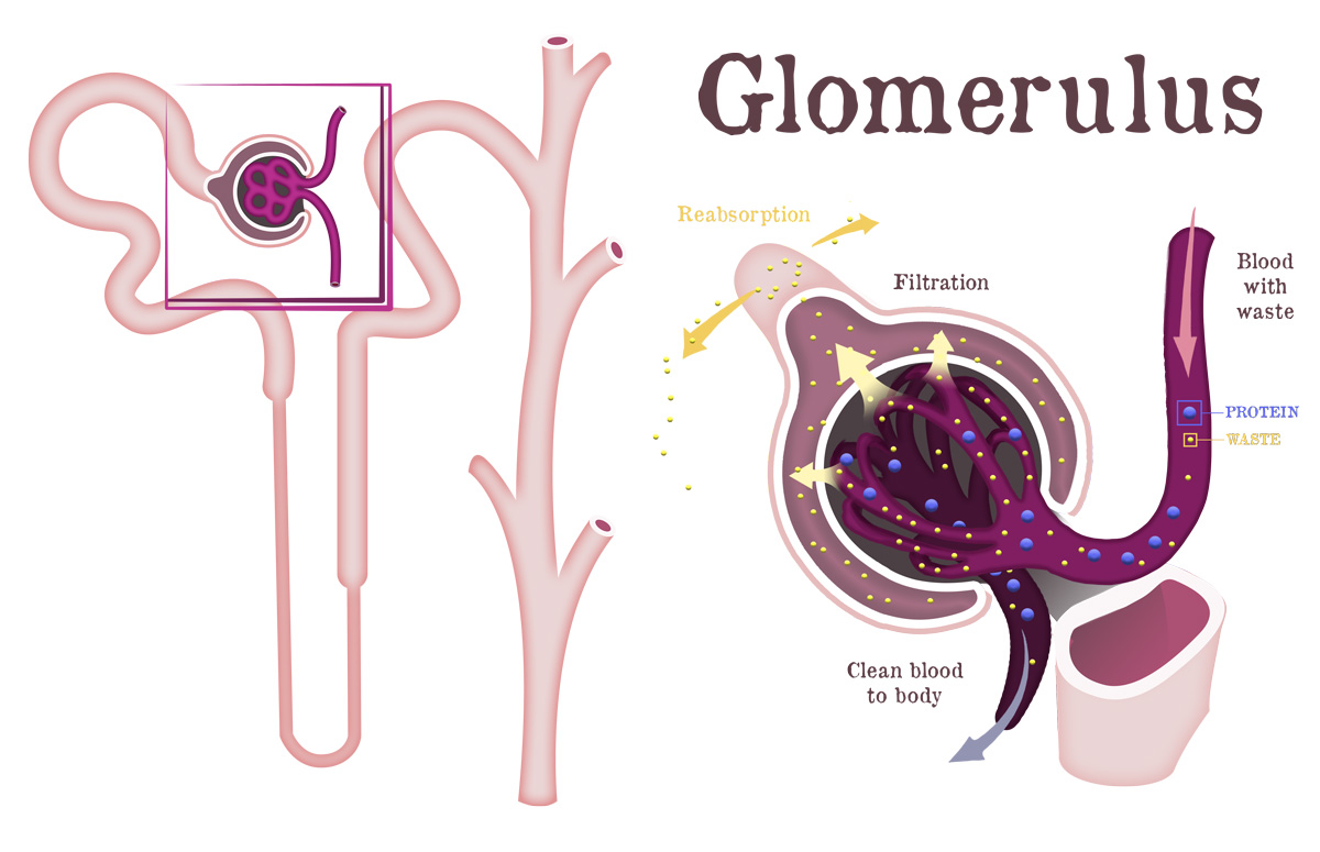 KidneyBasics-GlomerulusDetail