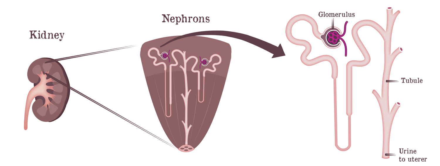 KidneyBasics-Nephron3