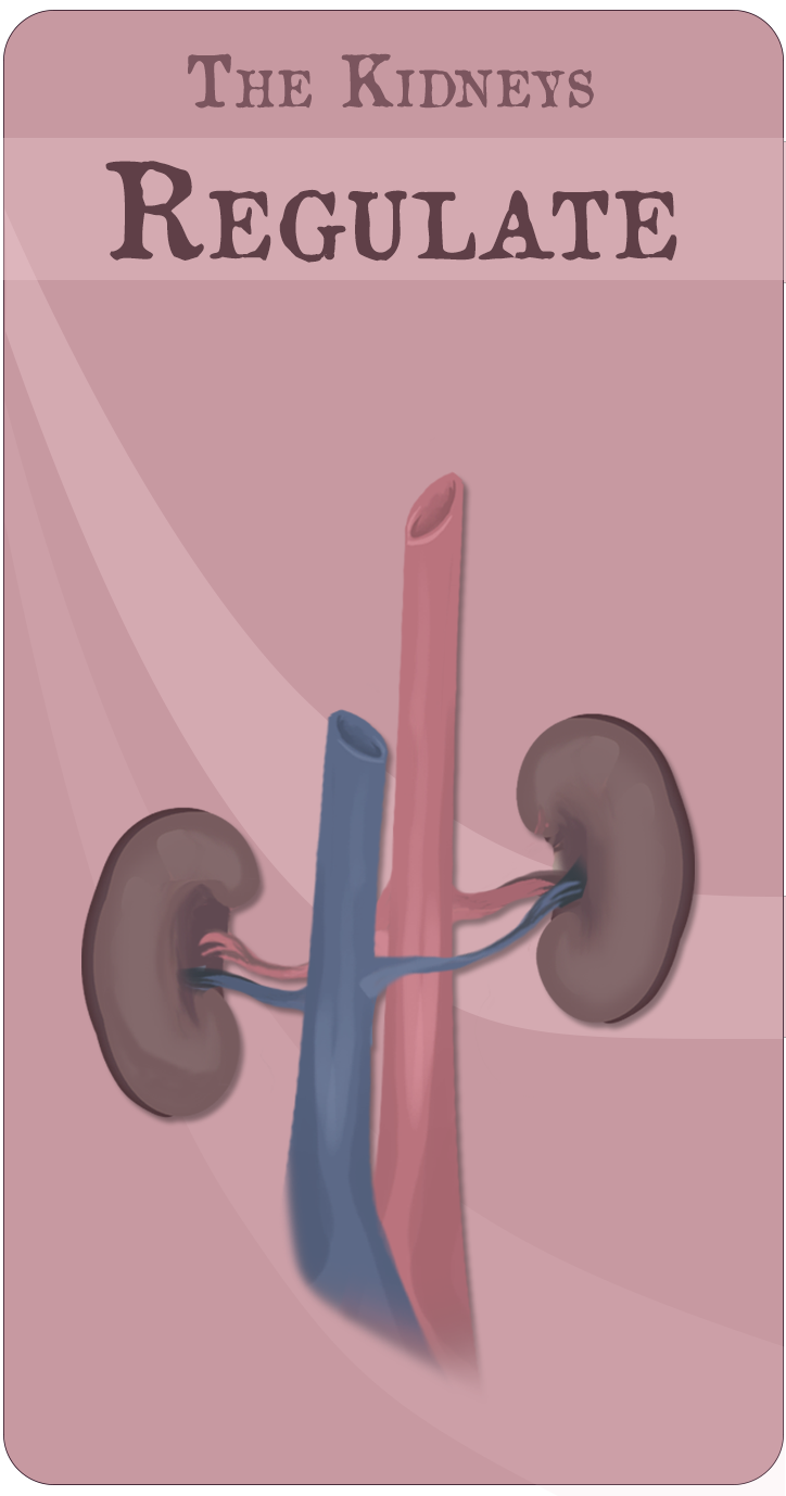 KidneyBasics-Regulate2