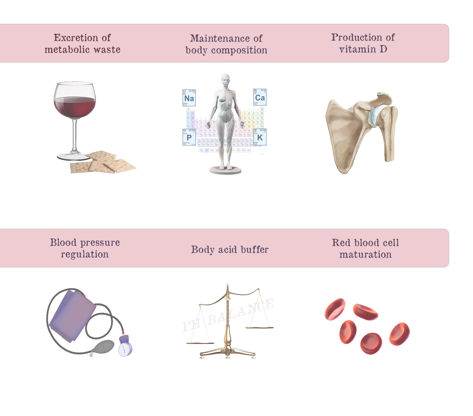 KidneyBasics-Regulate3