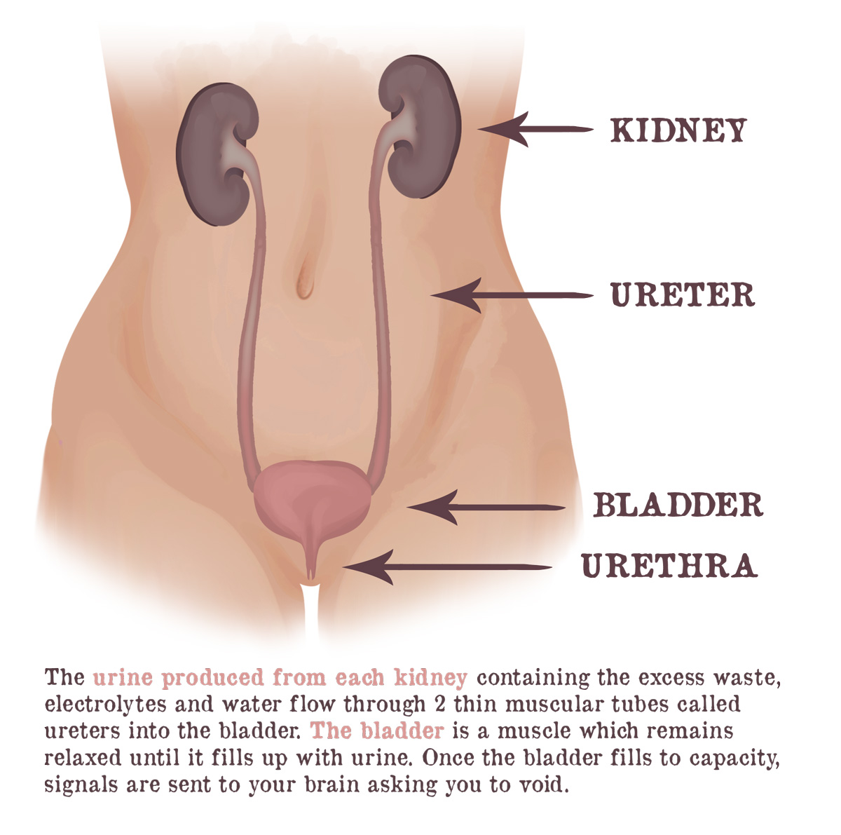 KidneyBasics-Urine (1)